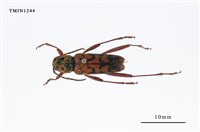 藏品(側紋黃虎天牛)的圖片